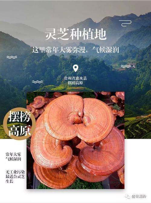 驰援武汉！贵州湘商捐赠灵芝产品助力抗疫